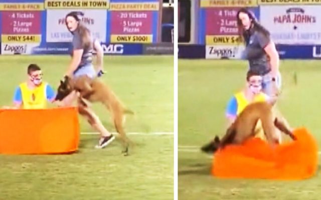 Dog Fails Obstacle Course Adorably