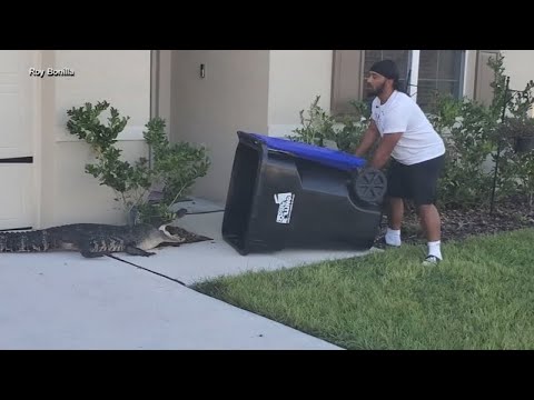 Man Who Trapped Alligator In Trash Can Catches Another Big Reptile